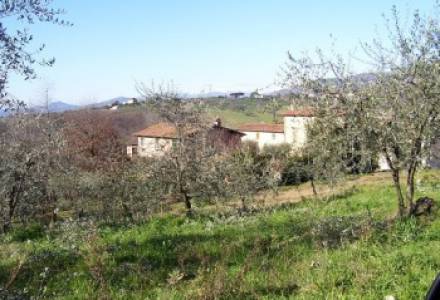 Vineyard - Lucca Hills